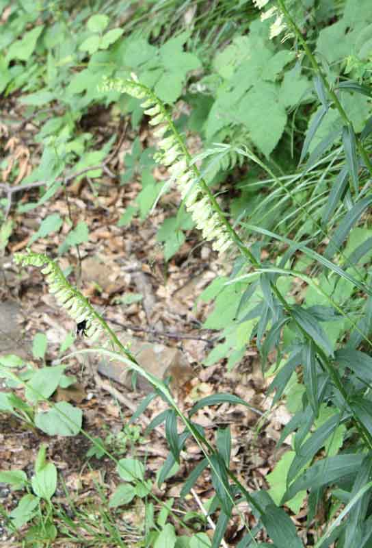 Digitalis lutea