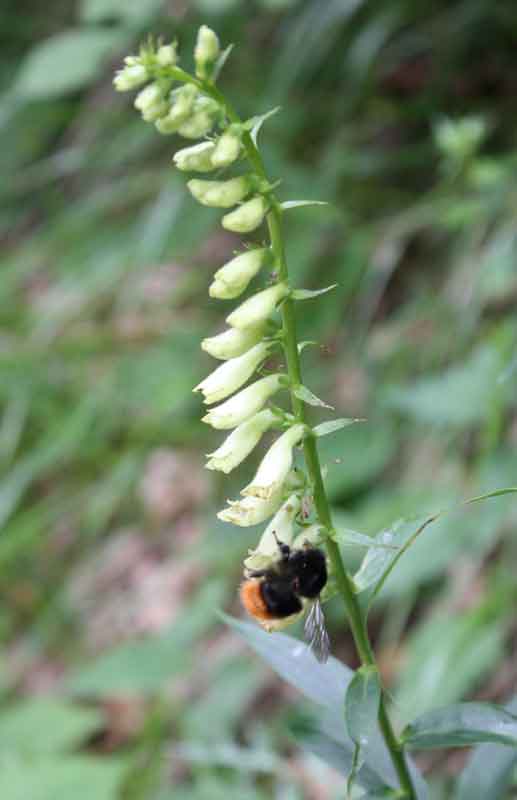 Digitalis lutea