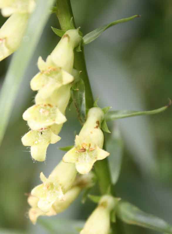 Digitalis lutea