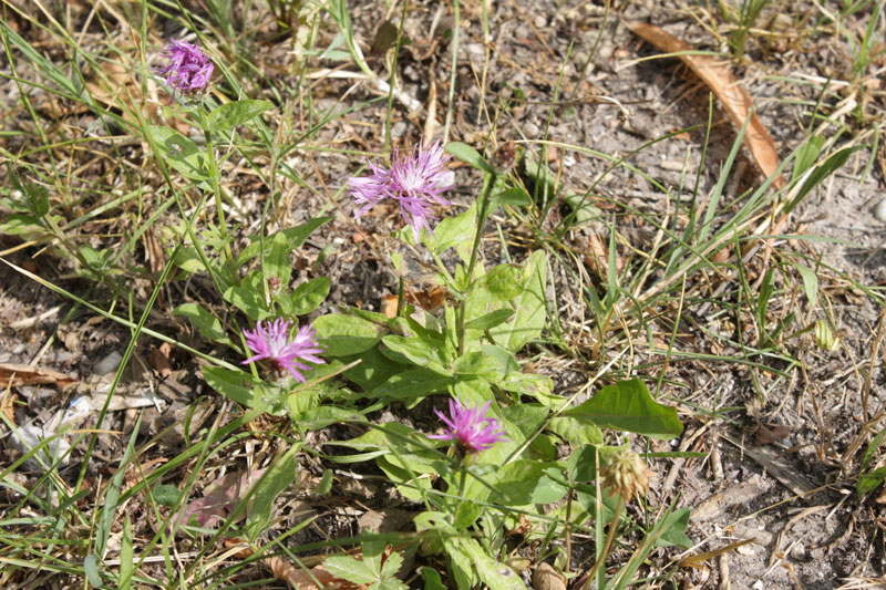 Centaurea nigrescens