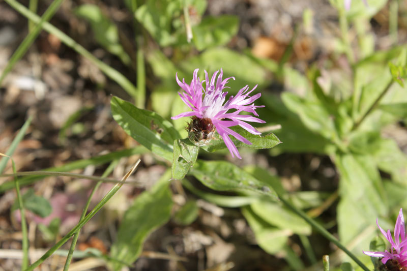 Centaurea nigrescens
