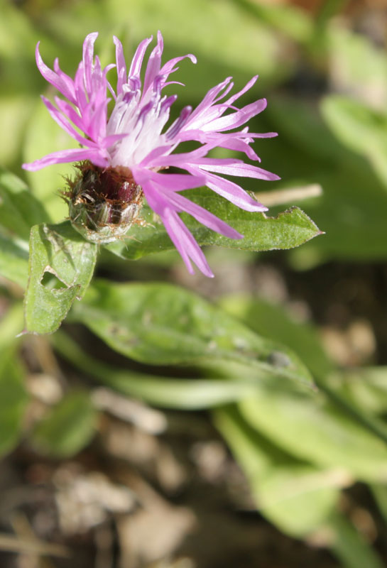 Centaurea nigrescens