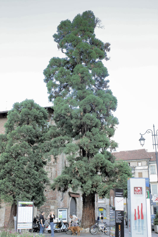 albero da Vicenza