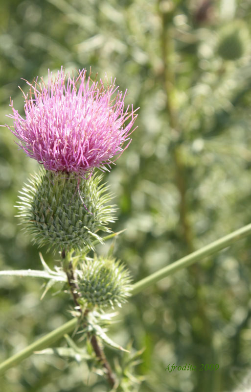 Cirsium vulgare