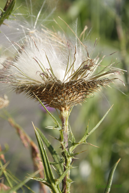 Cirsium vulgare