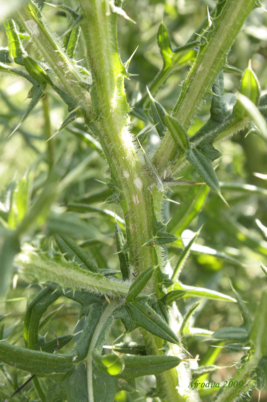 Cirsium vulgare