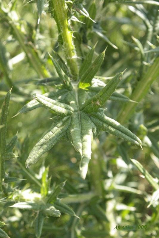 Cirsium vulgare