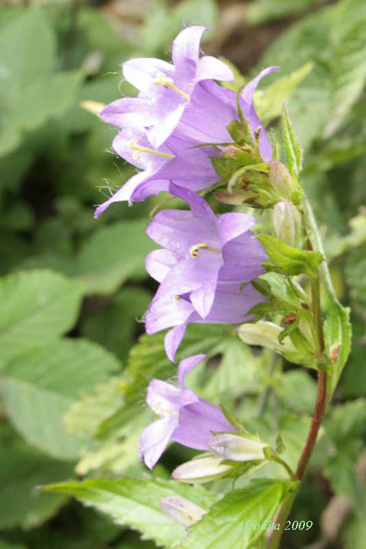 Monte Pasubio - Campanula tracheleum