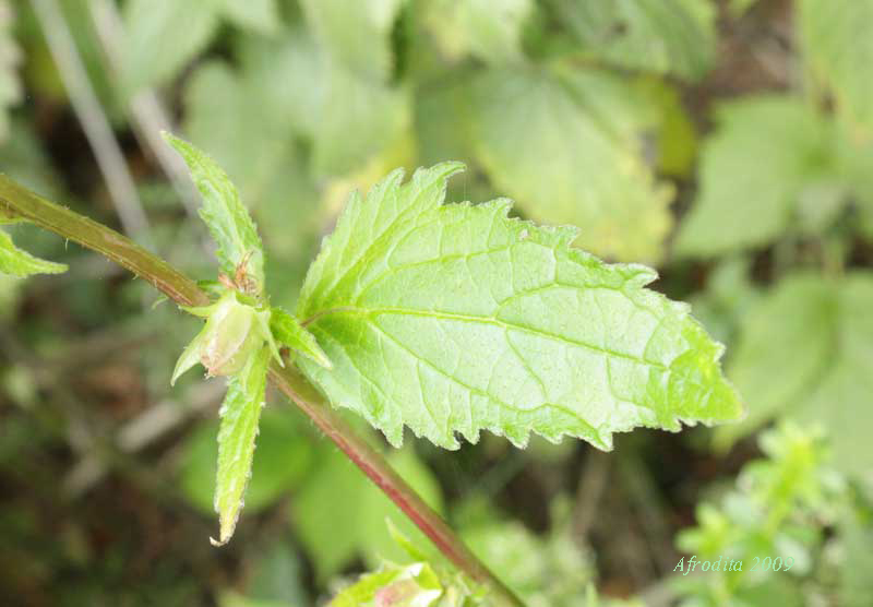 Monte Pasubio - Campanula tracheleum
