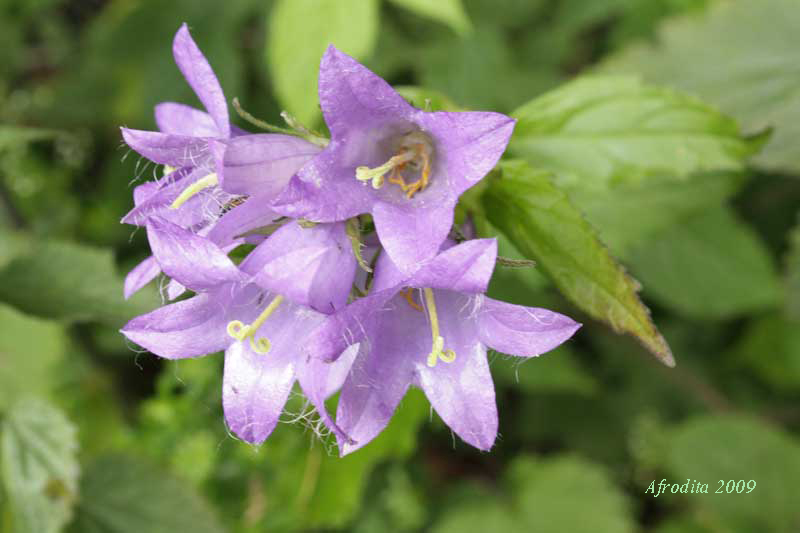 Monte Pasubio - Campanula tracheleum