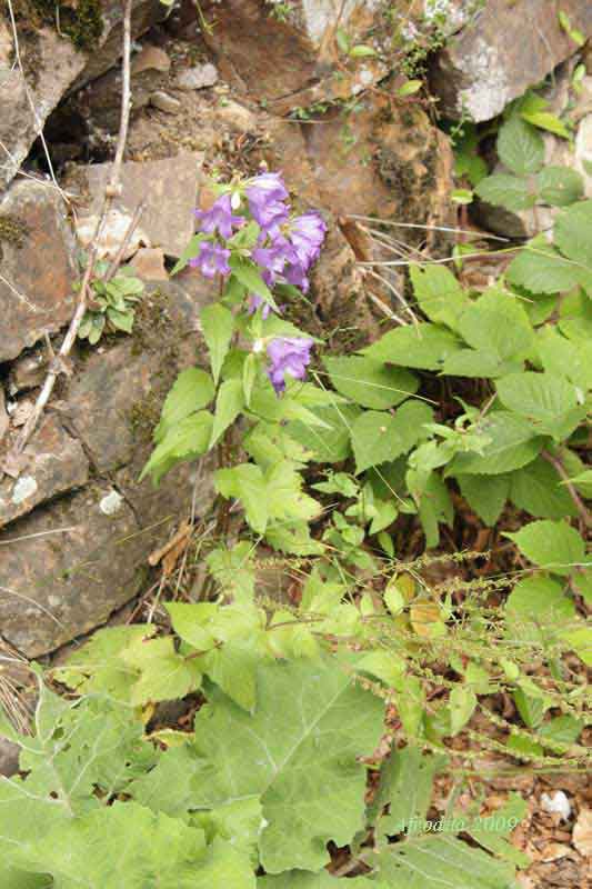 Monte Pasubio - Campanula tracheleum