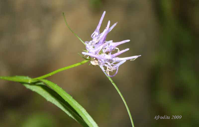 Phyteuma cfr. hedraianthifolium