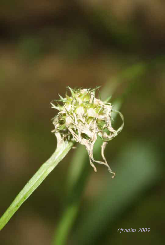 Phyteuma cfr. hedraianthifolium