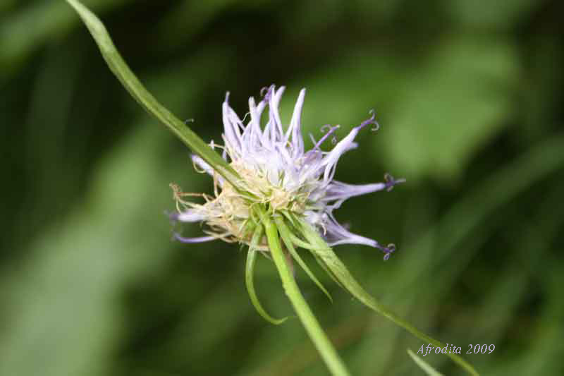 Phyteuma cfr. hedraianthifolium
