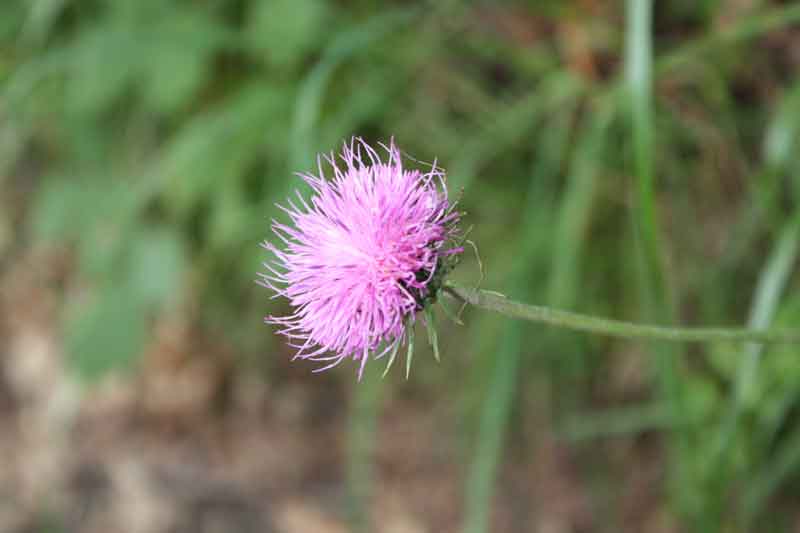 Carduus cfr. defloratus