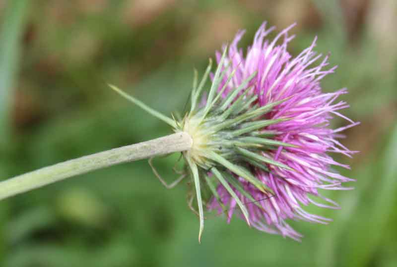 Carduus cfr. defloratus
