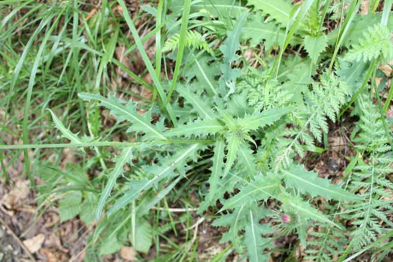 Carduus cfr. defloratus