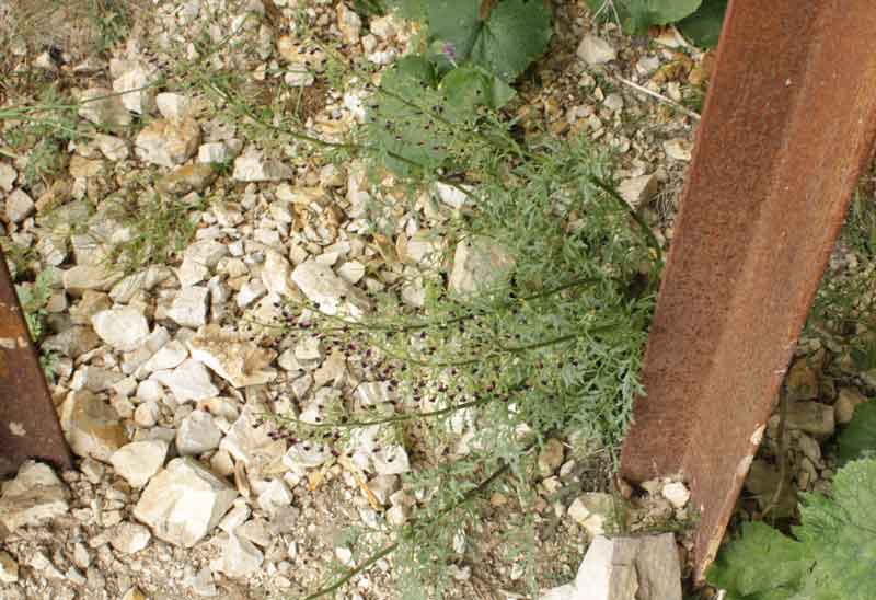 Scrophularia hoppii  / Scrofularia di Hoppe