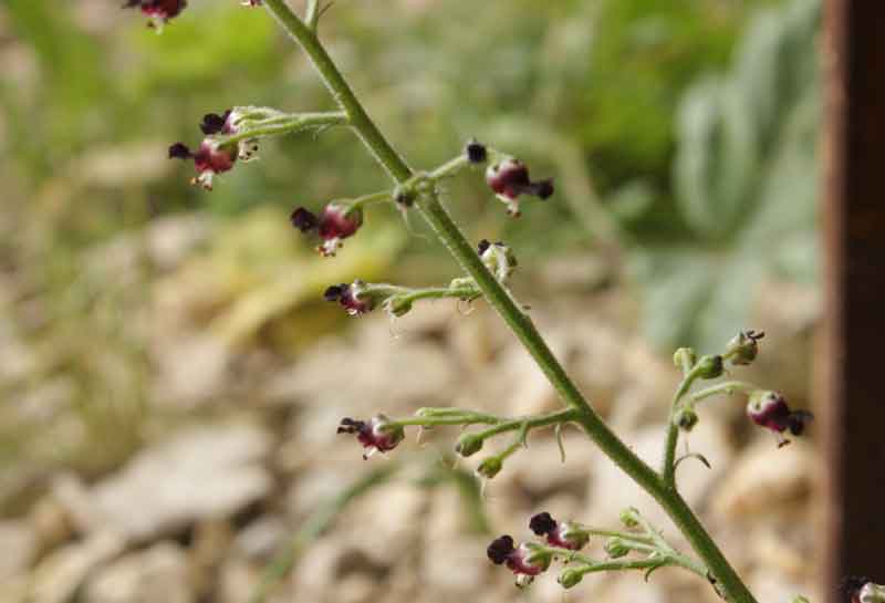 Scrophularia hoppii  / Scrofularia di Hoppe
