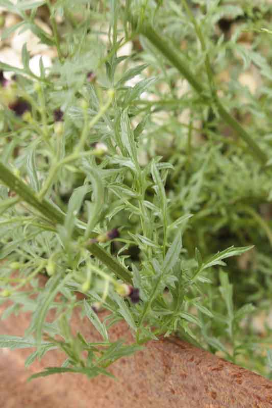 Scrophularia hoppii  / Scrofularia di Hoppe