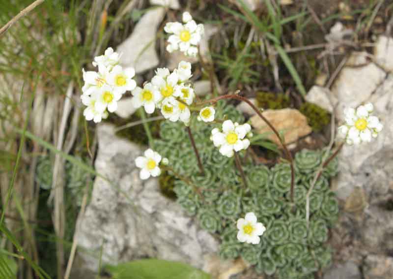 Saxifraga paniculata
