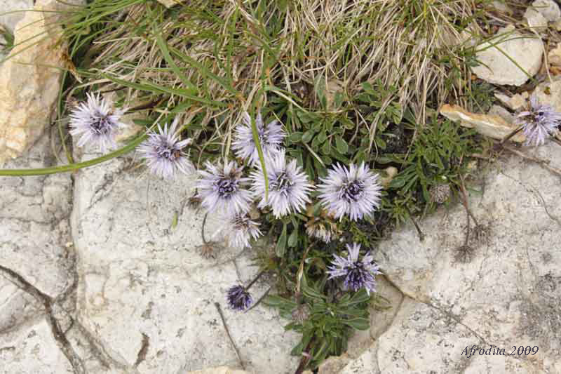 da Monte Pasubio - Globularia cordifolia