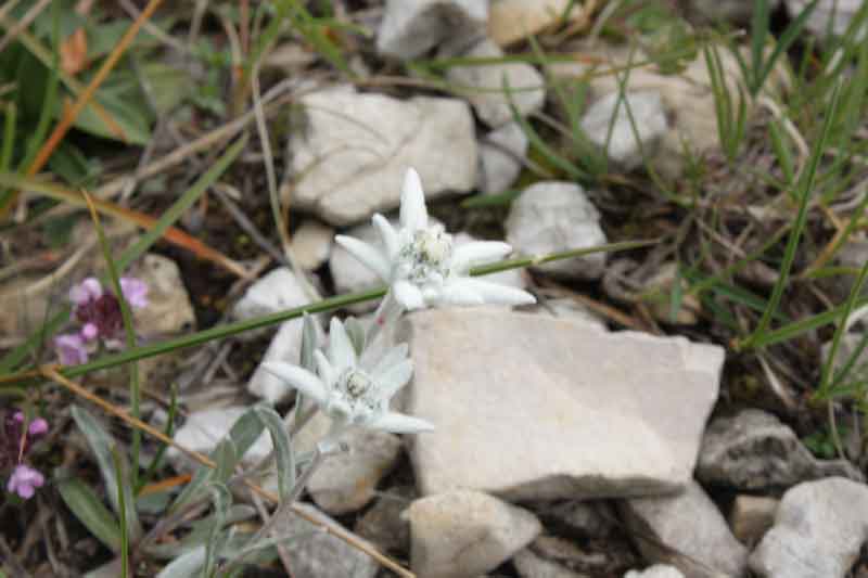 Stella Alpina - Leontopodium alpinum