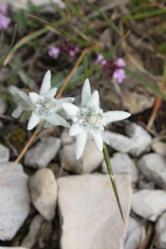 Stella Alpina - Leontopodium alpinum