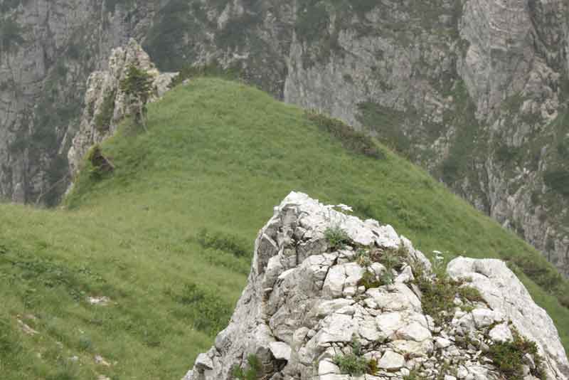 Stella Alpina - Leontopodium alpinum