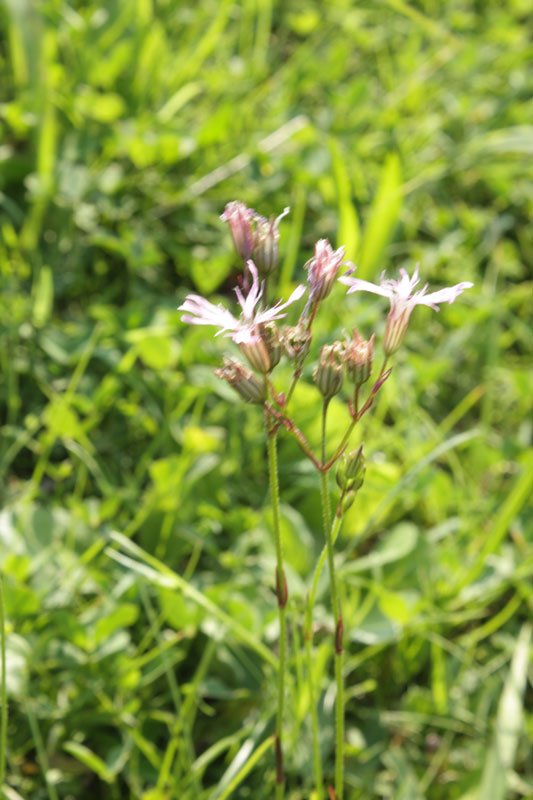Lychnis flos-cuculi