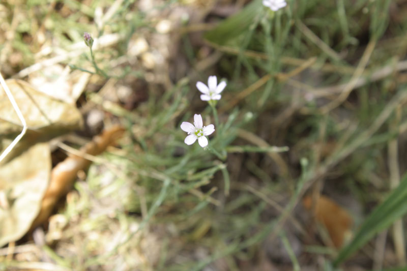 Petrorhagia saxifraga e Sedum acre