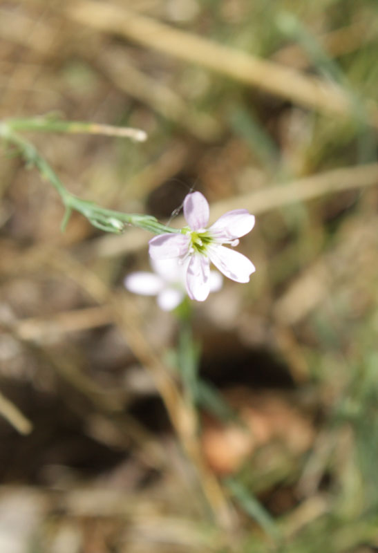 Petrorhagia saxifraga e Sedum acre