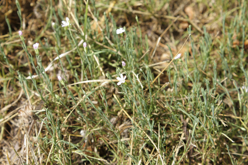 Petrorhagia saxifraga e Sedum acre