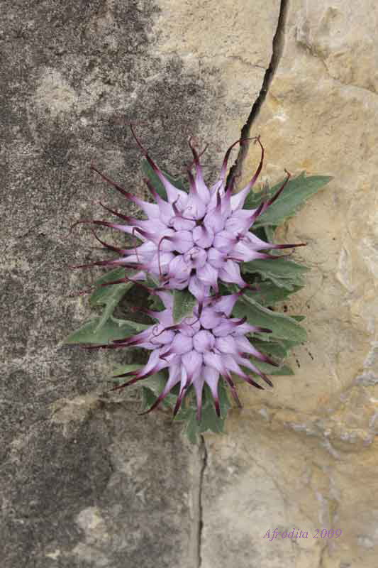 Physoplexis comosa / Raponzolo di roccia