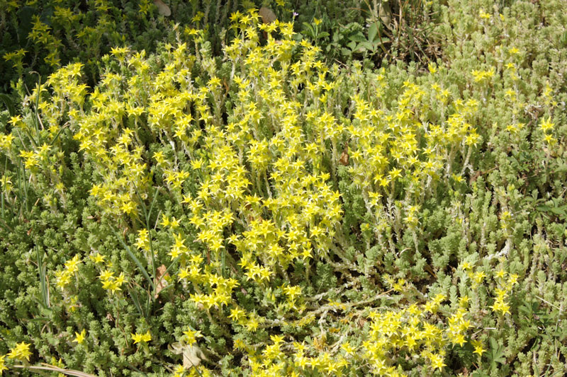 Petrorhagia saxifraga e Sedum acre