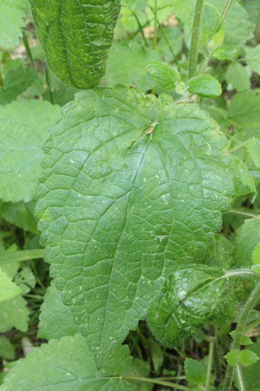 Stachys sylvatica