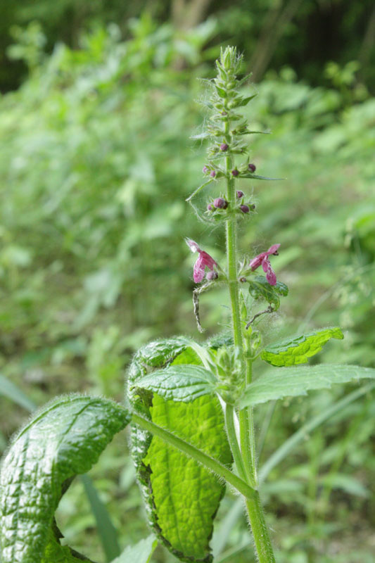 Stachys sylvatica
