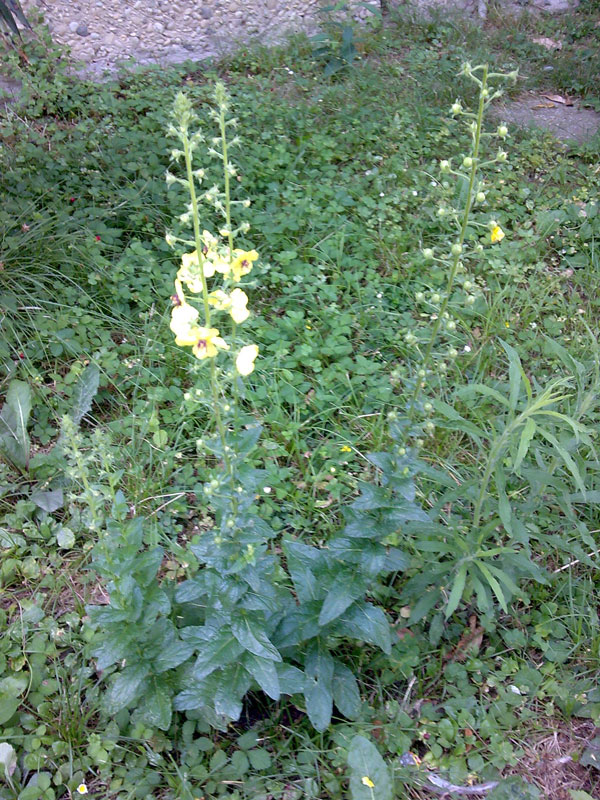 Verbascum blattaria