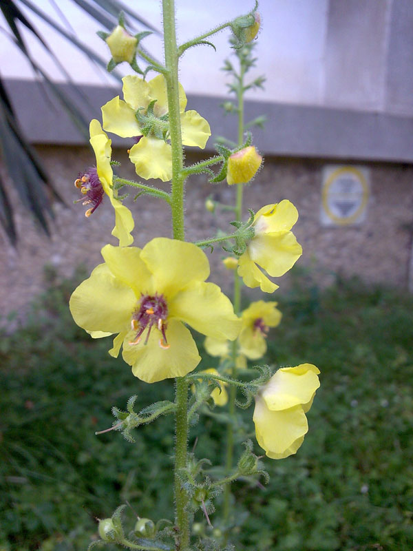 Verbascum blattaria