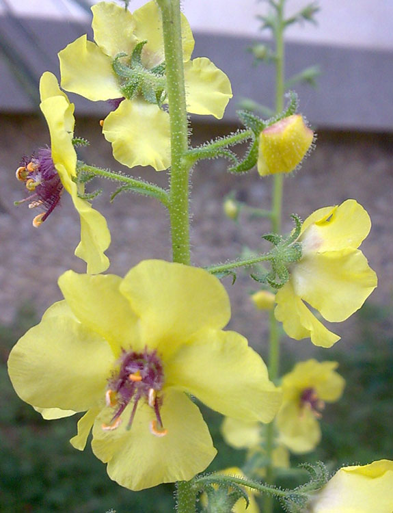 Verbascum blattaria