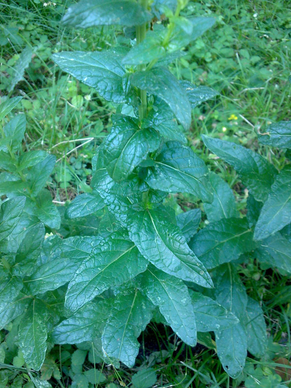 Verbascum blattaria