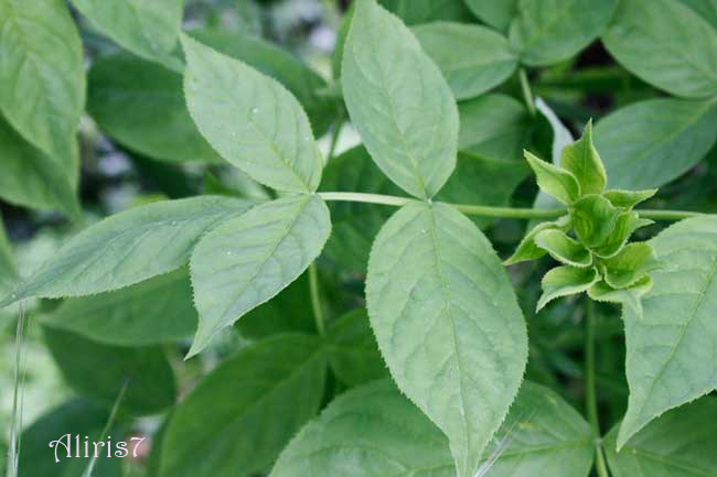 Staphylea pinnata / Borsolo - Falso Pistacchio