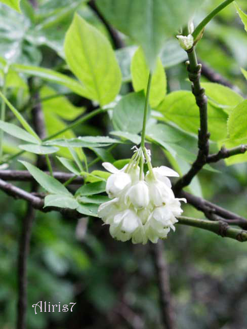 Staphylea pinnata / Borsolo - Falso Pistacchio