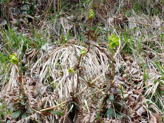 Euphorbia cfr. amygdaloides L del Monte Grappa