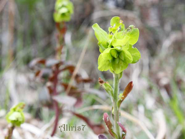 Euphorbia cfr. amygdaloides L del Monte Grappa