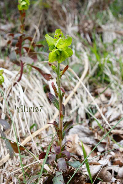 Euphorbia cfr. amygdaloides L del Monte Grappa
