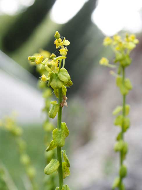 Euphorbia sp. del Monte Grappa