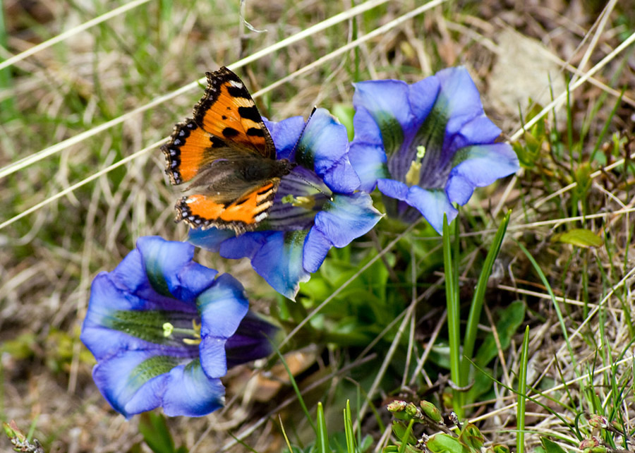 Aglais urticae