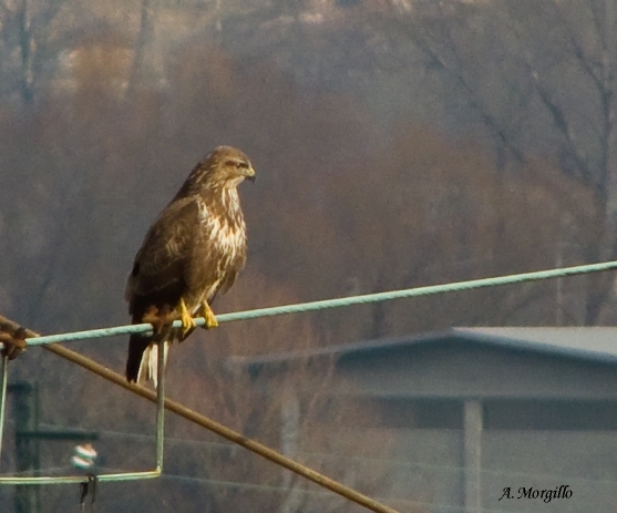 Buteo buteo?