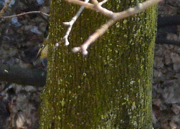 identificazione piccolo insettivoro verde